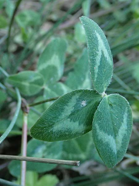 Trifolium michelianum \ Micheli-Klee / Micheli's Clover, GR Peloponnes, Chelmos, Klitoria 23.5.2024
