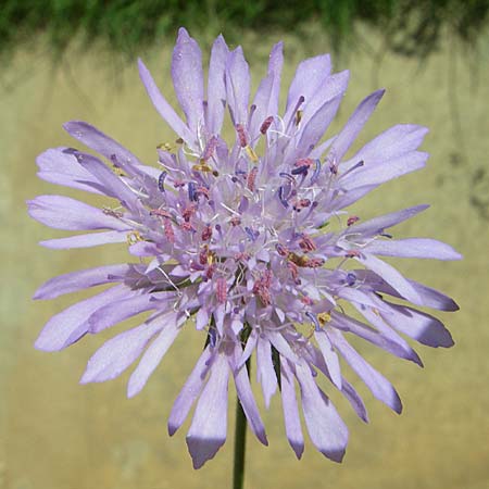 Knautia integrifolia \ Einj&auml;hrige Witwenblume / Whole-Leaved Scabious, GR Aoos - Schlucht / Gorge 16.5.2008