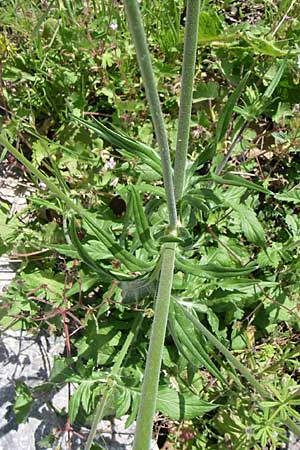 Knautia integrifolia \ Einj&auml;hrige Witwenblume / Whole-Leaved Scabious, GR Aoos - Schlucht / Gorge 16.5.2008