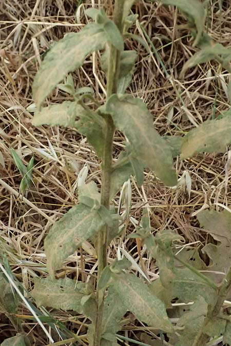 Verbascum sinuatum \ Gewelltblttrige Knigskerze / Wavyleaf Mullein, GR Peloponnes, Diakopto 20.5.2024
