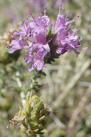 Thymbra capitata \ Kopfiger Thymian / Mediterranean Thyme, GR Euboea (Evia), Kanatadika 25.8.2017