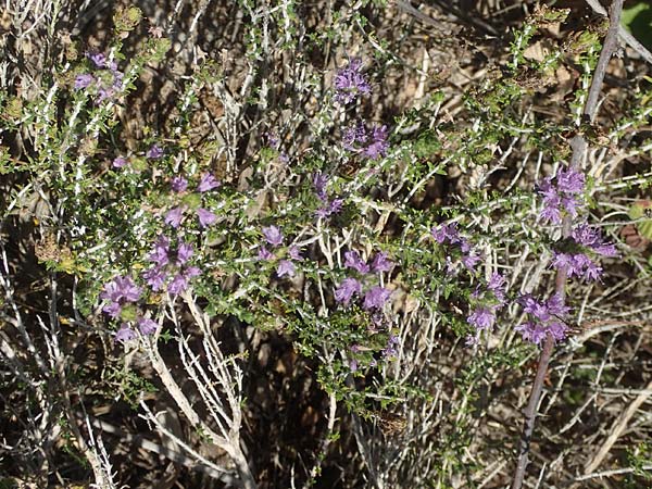 Thymbra capitata \ Kopfiger Thymian / Mediterranean Thyme, GR Euboea (Evia), Kanatadika 25.8.2017