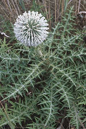 Echinops sphaerocephalus \ Drsenblttrige Kugeldistel, Rundkpfige Kugeldistel / Glandular Globe Thistle, GR Preveza 6.9.2007