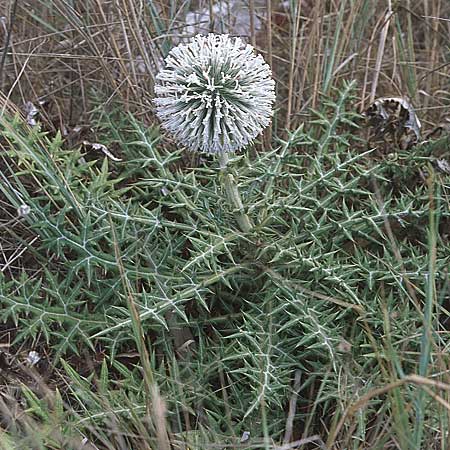 Echinops sphaerocephalus \ Drsenblttrige Kugeldistel, Rundkpfige Kugeldistel / Glandular Globe Thistle, GR Preveza 6.9.2007