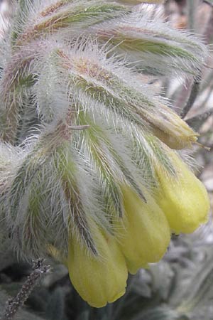 Onosma kaheirei \ Karl-Heinz Rechingers Lotwurz / Mount Imittos Goldendrop, GR Parnitha 22.5.2008