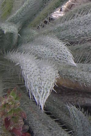 Onosma kaheirei \ Karl-Heinz Rechingers Lotwurz / Mount Imittos Goldendrop, GR Parnitha 22.5.2008