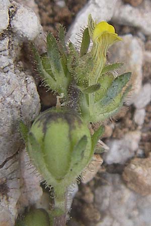 Linaria simplex \ Einfaches Leinkraut / Simple Toadflax, GR Parnitha 22.5.2008