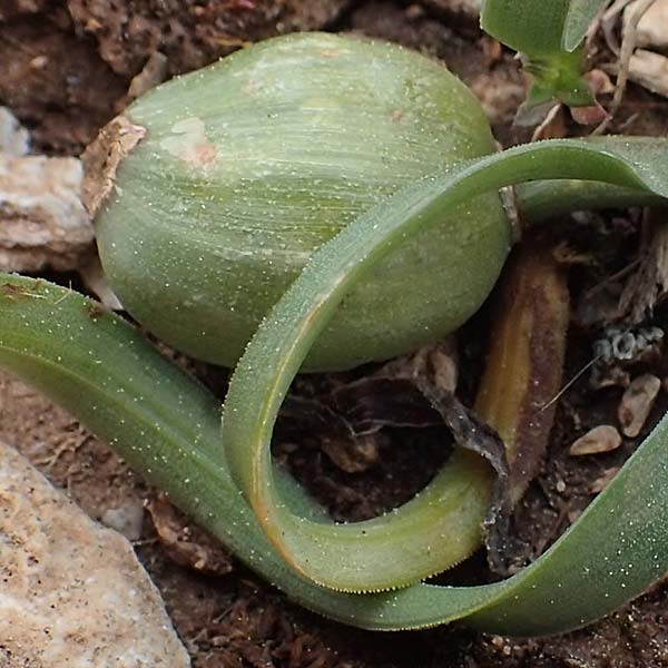 Sternbergia colchiciflora \ Schmalblttrige Sternbergie, Zeitlosenbltiger Goldkrokus / Slender Sternbergia, GR Hymettos 20.3.2019
