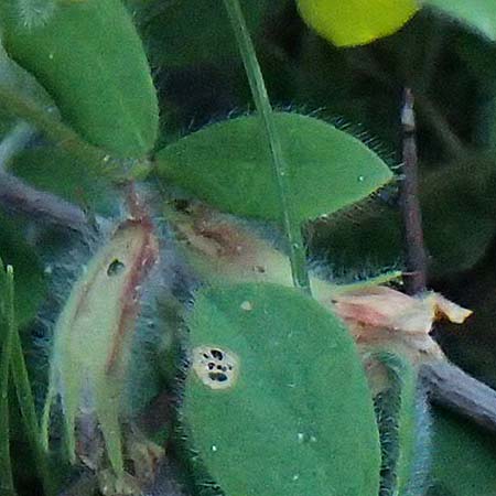 Hammatolobium lotoides \ Griechische Knotenfrucht, GR Peloponnes, Saitas 22.5.2024