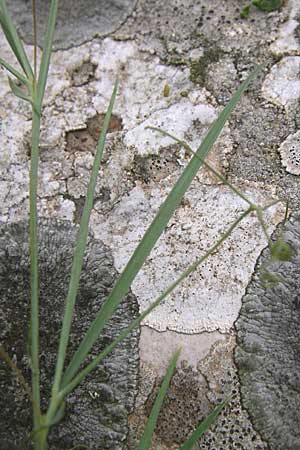 Lathyrus setifolius \ Grasblttrige Platterbse, GR Dodoni 14.5.2008
