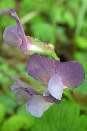 Lathyrus laxiflorus \ Lockerbl&uuml;tige Platterbse / Lax-Flowered Vetchling, GR Zagoria, Vikos - Schlucht / Gorge 15.5.2008