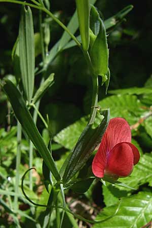 Lathyrus cicera \ Rote Platterbse / Red Vetchling, GR Zagoria, Vikos - Schlucht / Gorge 15.5.2008