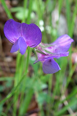 Lathyrus laxiflorus \ Lockerbl&uuml;tige Platterbse / Lax-Flowered Vetchling, GR Zagoria, Vikos - Schlucht / Gorge 15.5.2008