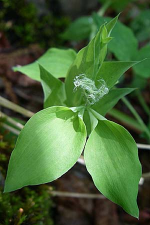 Lathyrus laxiflorus \ Lockerbl&uuml;tige Platterbse / Lax-Flowered Vetchling, GR Zagoria, Vikos - Schlucht / Gorge 15.5.2008