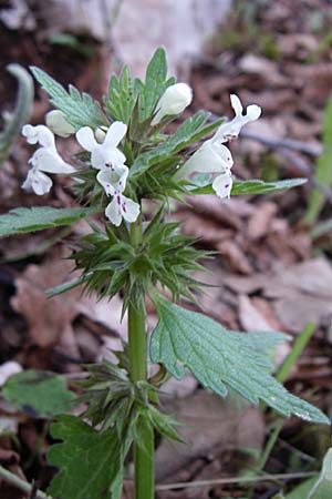 Lamium bifidum \ Zweispaltige Taubnessel, Balkan-Taubnessel / Balkan Dead-Nettle, GR Zagoria, Monodendri 15.5.2008