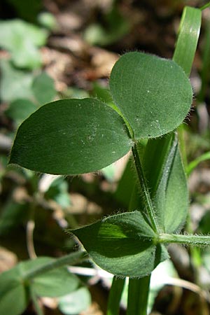 Lathyrus laxiflorus \ Lockerbl&uuml;tige Platterbse / Lax-Flowered Vetchling, GR Aoos - Schlucht / Gorge 16.5.2008
