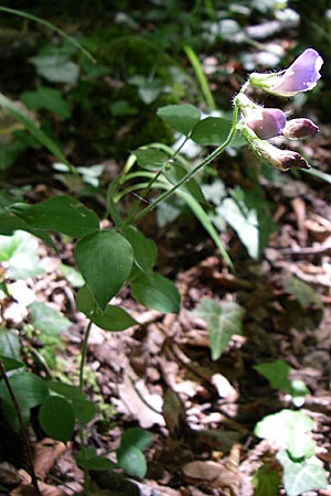 Lathyrus laxiflorus \ Lockerbl&uuml;tige Platterbse / Lax-Flowered Vetchling, GR Aoos - Schlucht / Gorge 16.5.2008