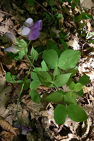 Lathyrus laxiflorus \ Lockerbl&uuml;tige Platterbse / Lax-Flowered Vetchling, GR Aoos - Schlucht / Gorge 16.5.2008