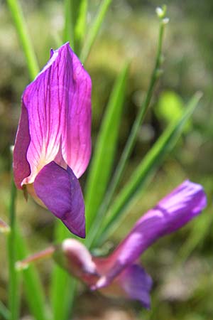 Lathyrus digitatus \ Fingerblttrige Platterbse, GR Zagoria, Mikro Papingko 17.5.2008