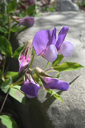 Lathyrus laxiflorus \ Lockerbl&uuml;tige Platterbse / Lax-Flowered Vetchling, GR Zagoria, Kipi 18.5.2008
