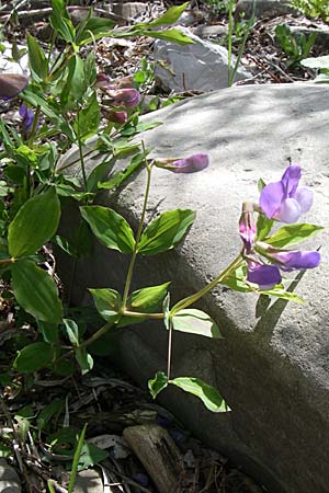Lathyrus laxiflorus \ Lockerbl&uuml;tige Platterbse / Lax-Flowered Vetchling, GR Zagoria, Kipi 18.5.2008