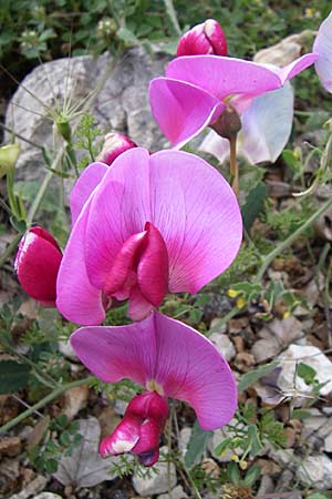 Lathyrus grandiflorus \ Stauden-Wicke / Everlasting Pea, GR Peloponnes, Zarouchla Tal / Valley 19.5.2008