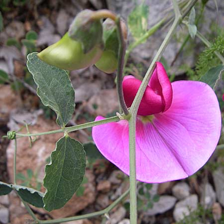 Lathyrus grandiflorus \ Stauden-Wicke / Everlasting Pea, GR Peloponnes, Zarouchla Tal / Valley 19.5.2008