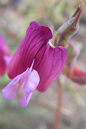 Lathyrus digitatus \ Fingerblttrige Platterbse, GR Parnitha 22.5.2008