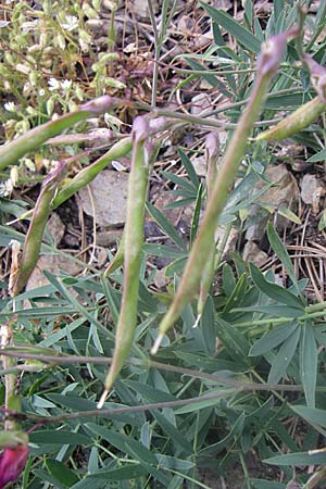 Lathyrus digitatus \ Fingerblttrige Platterbse, GR Parnitha 22.5.2008