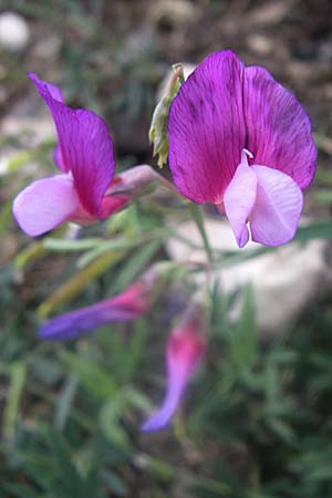 Lathyrus digitatus \ Fingerblttrige Platterbse, GR Parnitha 22.5.2008