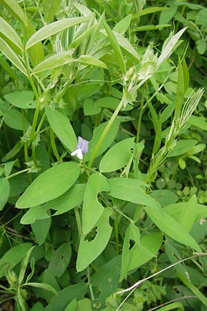 Vicia bithynica \ Bithynische Wicke / Bithynian Vetch, GR Peloponnes, Gythio 30.3.2013