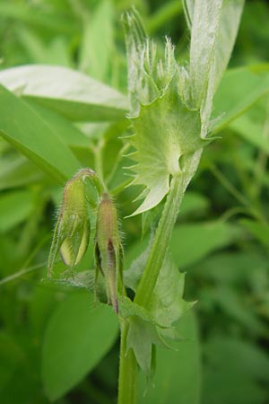 Vicia bithynica \ Bithynische Wicke / Bithynian Vetch, GR Peloponnes, Gythio 30.3.2013