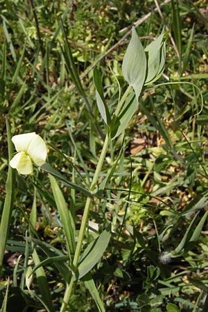 Lathyrus pseudoaphaca \ Falsche Ranken-Platterbse / False Yellow Vetchling, GR Parnitha 3.4.2013