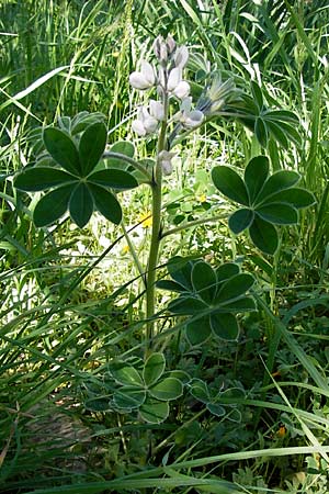 Lupinus albus subsp. albus \ Weie Lupine / White Lupin, GR Hymettos 4.4.2013