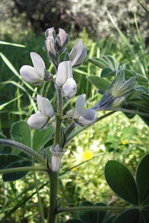 Lupinus albus subsp. albus \ Weie Lupine / White Lupin, GR Hymettos 4.4.2013