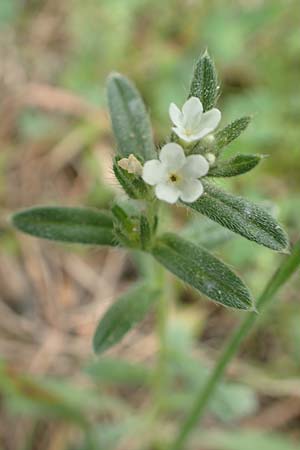Buglossoides arvensis subsp. arvensis \ Acker-Steinsame, Acker-Rindszunge / Field Gromwell, GR Hymettos 20.3.2019