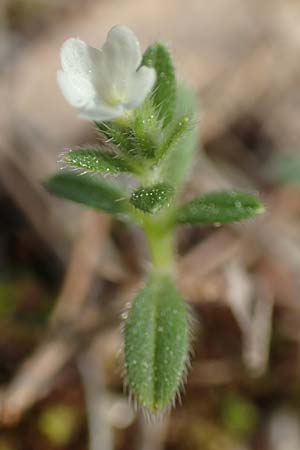 Buglossoides arvensis subsp. arvensis \ Acker-Steinsame, Acker-Rindszunge / Field Gromwell, GR Hymettos 20.3.2019
