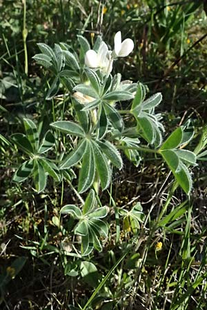Lupinus albus subsp. albus \ Weie Lupine / White Lupin, GR Hymettos 11.4.2024