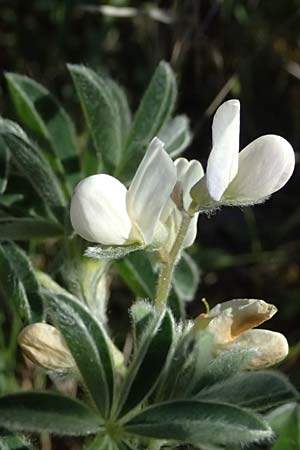 Lupinus albus subsp. albus \ Weie Lupine / White Lupin, GR Hymettos 11.4.2024