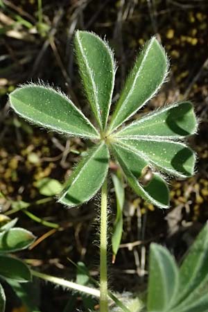 Lupinus albus subsp. albus \ Weie Lupine / White Lupin, GR Hymettos 11.4.2024