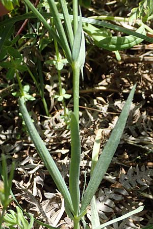 Lathyrus digitatus \ Fingerblttrige Platterbse, GR Peloponnes, Saitas 19.5.2024