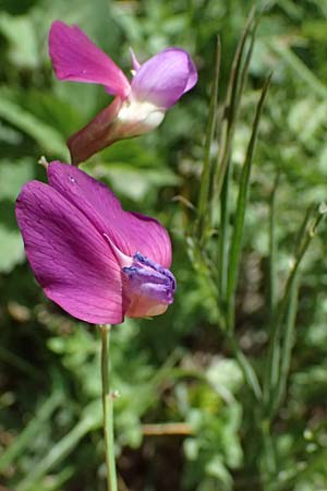Lathyrus digitatus \ Fingerblttrige Platterbse, GR Peloponnes, Saitas 19.5.2024