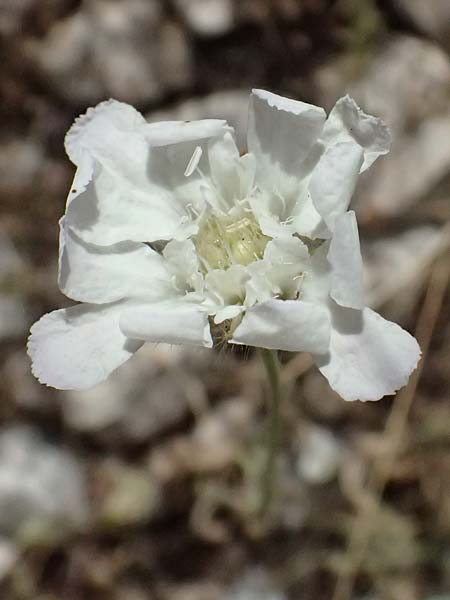 Lomelosia argentea \ Silber-Skabiose / Silver-Scabious, GR Peloponnes, Diakopto 20.5.2024