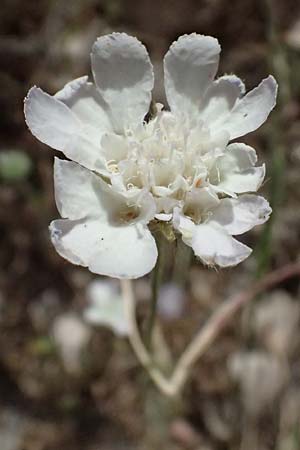 Lomelosia argentea \ Silber-Skabiose / Silver-Scabious, GR Peloponnes, Diakopto 20.5.2024