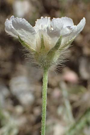 Lomelosia argentea \ Silber-Skabiose / Silver-Scabious, GR Peloponnes, Diakopto 20.5.2024