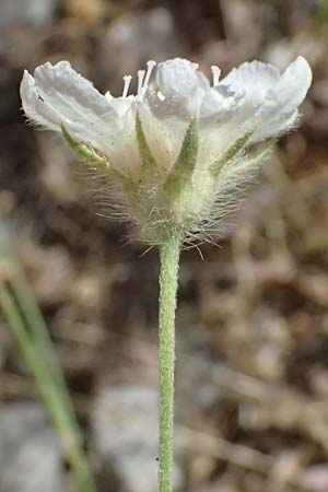 Lomelosia argentea \ Silber-Skabiose / Silver-Scabious, GR Peloponnes, Diakopto 20.5.2024