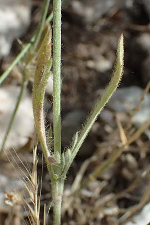 Lomelosia argentea \ Silber-Skabiose / Silver-Scabious, GR Peloponnes, Diakopto 20.5.2024