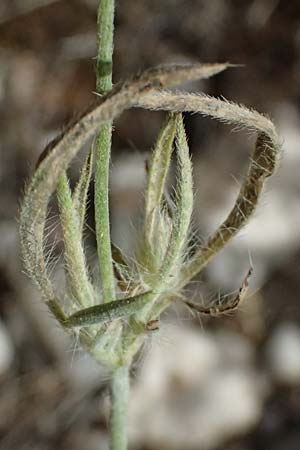 Lomelosia argentea \ Silber-Skabiose / Silver-Scabious, GR Peloponnes, Diakopto 20.5.2024