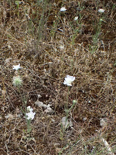 Lomelosia argentea \ Silber-Skabiose / Silver-Scabious, GR Peloponnes, Diakopto 20.5.2024