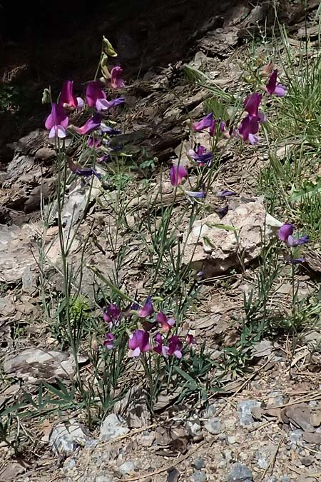 Lathyrus digitatus \ Fingerblttrige Platterbse, GR Peloponnes, Mt. Kyllini, Mesi Trikalon 21.5.2024